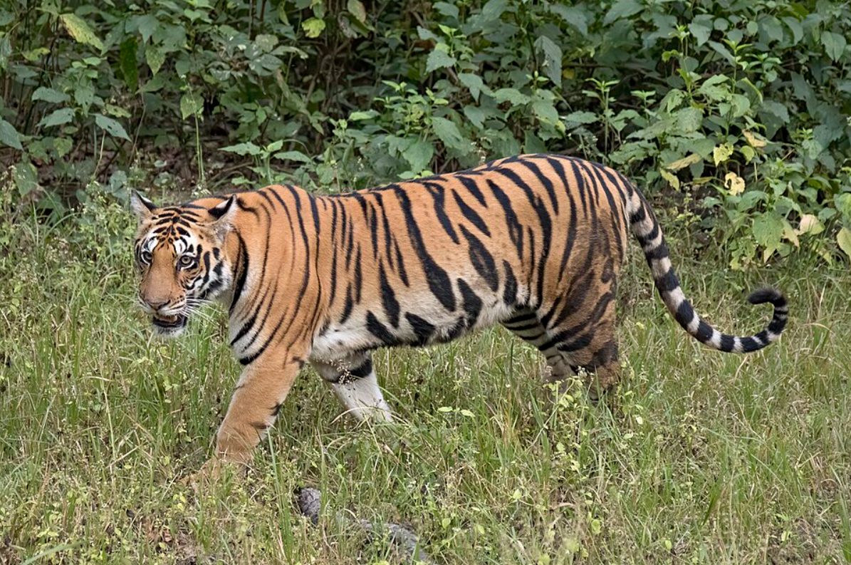 Tiger in dappled shade in Ranthambore